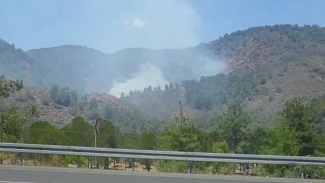 Köyceğiz'de orman yangını