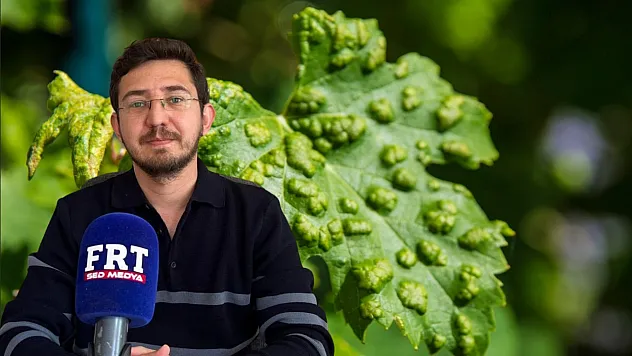 Köyceğiz'de yoğun yağış sonrası tarım uyarısı: Fungal hastalık ve zararlılara dikkat!