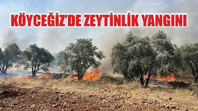 Köyceğiz'de zeytinlik yangını
