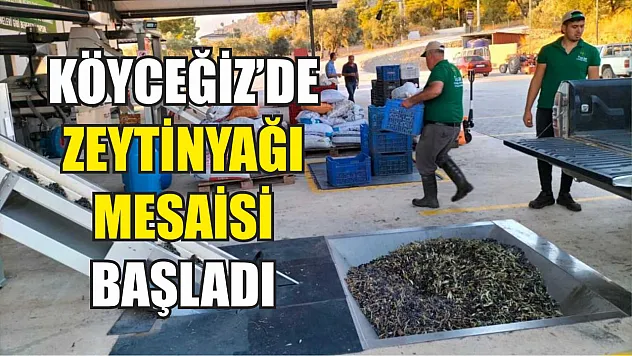 Köyceğiz'de zeytinyağı mesaisi başladı