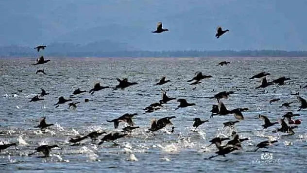Köyceğiz Gölü'ne akın eden sakarmeke kuşları renkli görüntüler oluşturdu