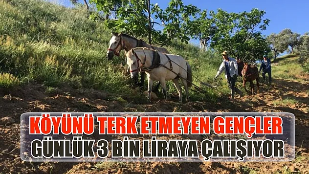 Köyünü terk etmeyen gençler günlük 3 bin liraya çalışıyor