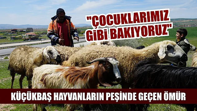 Küçükbaş hayvanların peşinde geçen ömür: 'Çocuklarımız gibi bakıyoruz'