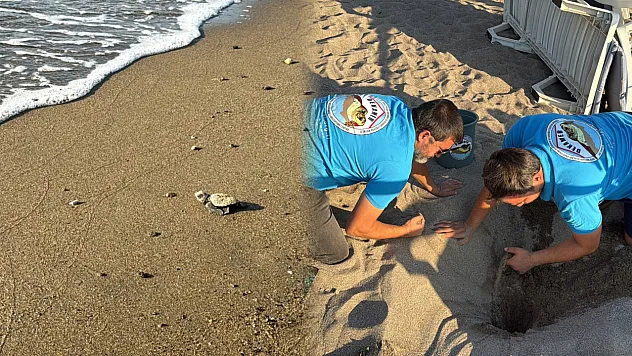 Kumsalda başlayan umut yolculuğu denizde tamamlandı: '62 caretta caretta yavrusu mavi sulara ulaştı'