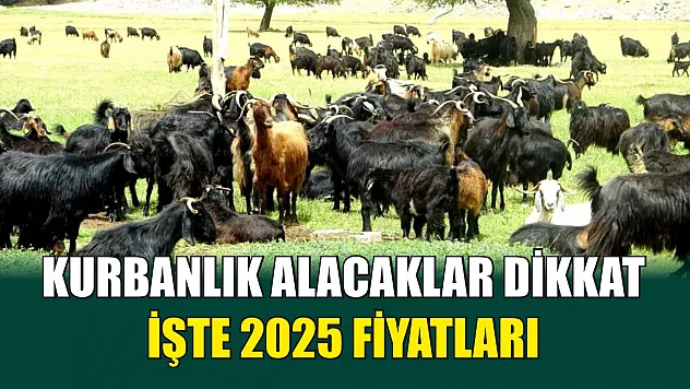 Kurbanlık alacaklar dikkat: İşte 2025 fiyatları