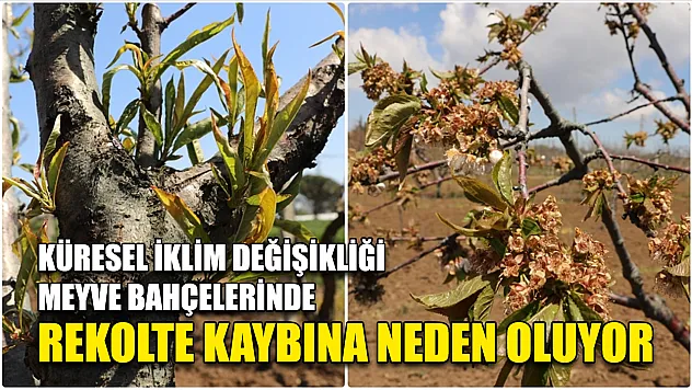 Küresel iklim değişikliği meyve bahçelerinde rekolte kaybına neden oluyor