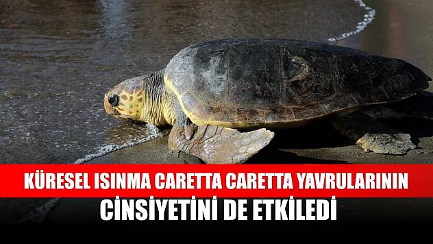 Küresel ısınma caretta caretta yavrularının cinsiyetini de etkiledi