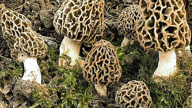 'Kuzugöbeği' 400 TL'den Alıcı Buluyor