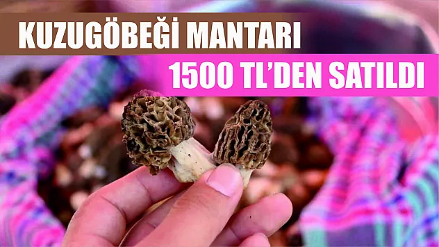 Kuzugöbeği Mantarı 1500 TL'den satıldı