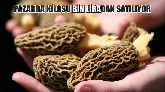 Kuzugöbeği pazarda kilosu bin liradan satılıyor