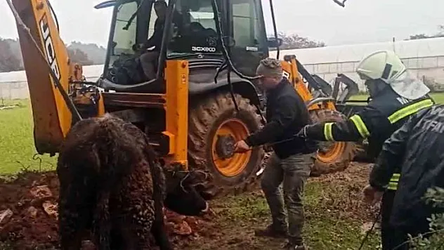 Lağım çukuruna düşen dana kurtarıldı