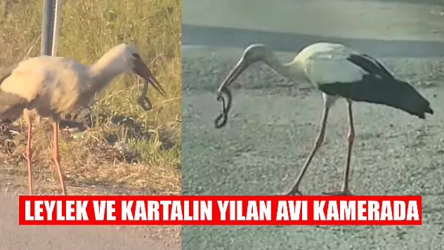 Leylek ve kartalın yılan avı kamerada