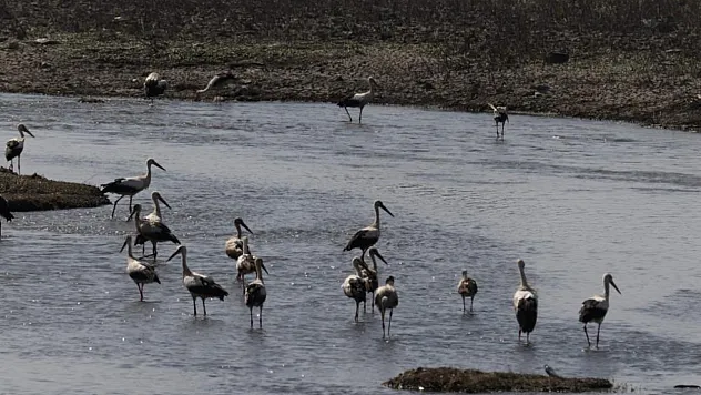 Leyleklerden görsel şölen
