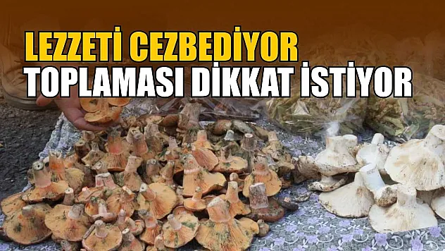 Lezzeti cezbediyor, toplaması dikkat istiyor
