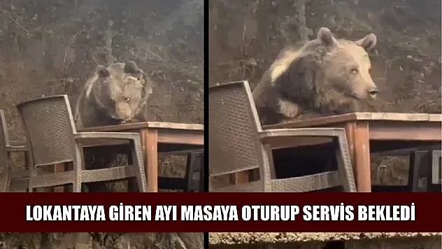 Lokantaya giren ayı masaya oturup servis bekledi