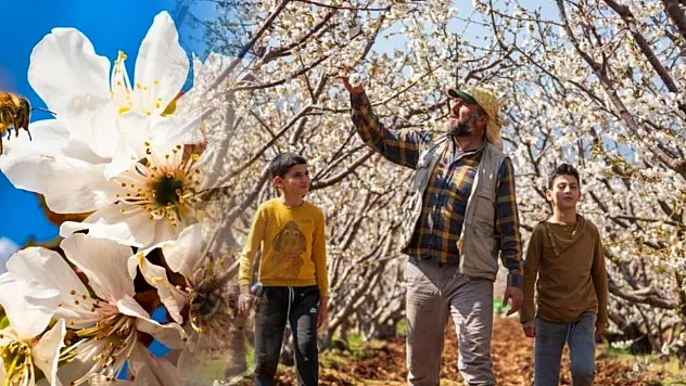 Manisa'da beyaza bürünen kiraz ağaçları görsel şölen oluşturdu
