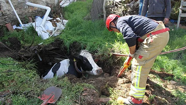 Manisa'da kuyuya düşen 7 aylık gebe inek kurtarıldı