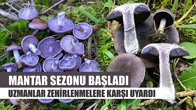 Mantar sezonu başladı: Uzmanlar zehirlenmelere karşı uyardı