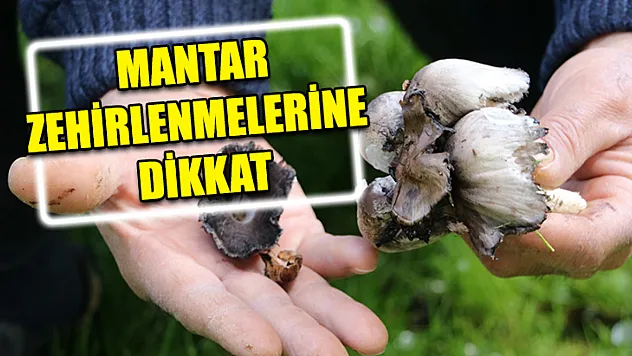Mantar Zehirlenmelerine Dikkat
