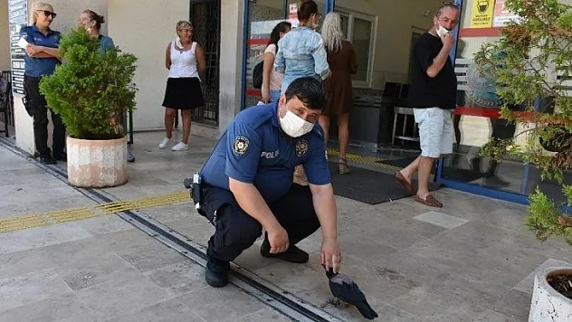 Marmaris Adliyesinin sevimli kargası