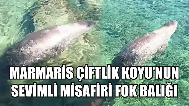 Marmaris Çiftlik Koyu'nun sevimli misafiri Fok Balığı