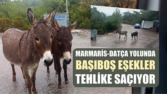 Marmaris-Datça yolunda başıboş eşekler tehlike saçıyor