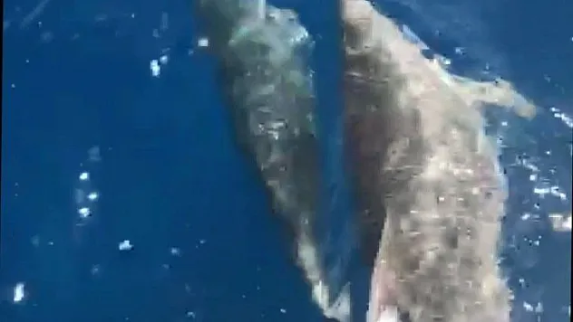 Marmaris Körfezinde Yunusların dansı