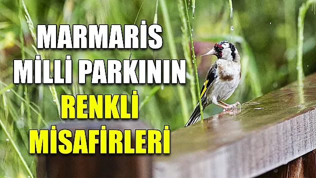 Marmaris Milli Parkının renkli misafirleri