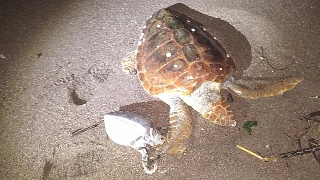 Marmaris'te 2 caretta caretta kıyıya vurdu