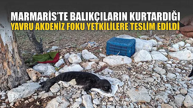 Marmaris'te balıkçıların kurtardığı yavru Akdeniz Foku yetkililere teslim edildi