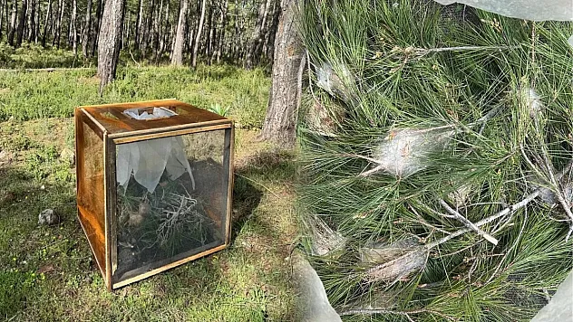 Marmaris'te çam kese böceğine karşı doğa dostu mücadele