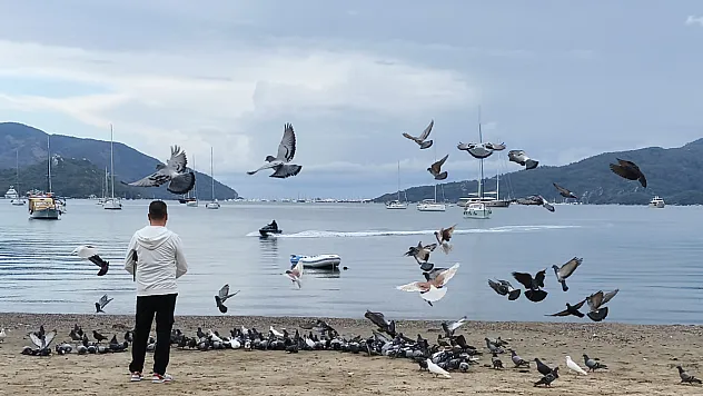 Marmaris'te güvercinler kışın boşalan sahili mesken tuttu