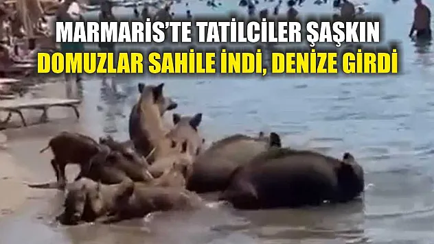 Marmaris'te tatilciler şaşkın: Domuzlar sahile indi, denize girdi