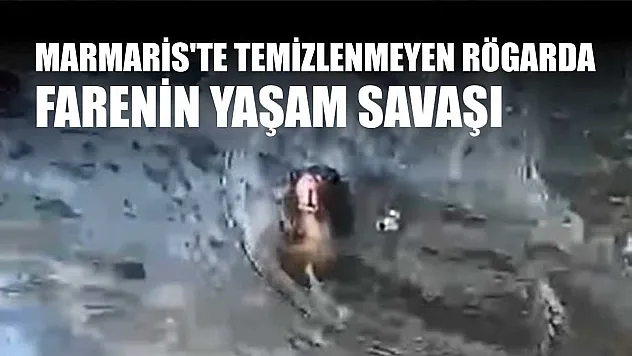 Marmaris'te temizlenmeyen rögarda farenin yaşam savaşı