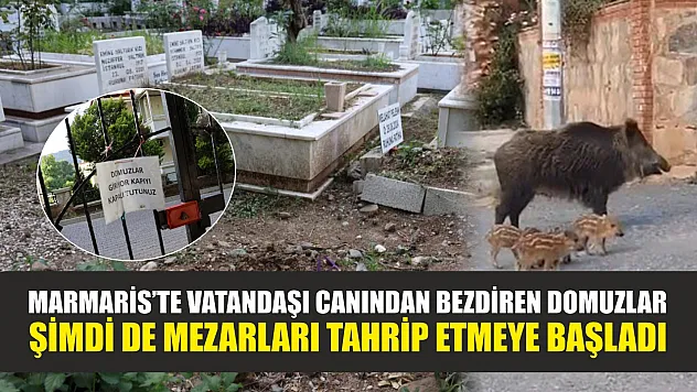 Marmaris'te vatandaşı canından bezdiren domuzlar, şimdi de mezarları tahrip etmeye başladı
