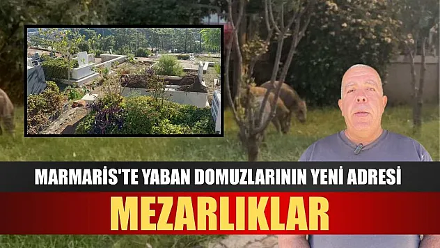 Marmaris'te yaban domuzlarının yeni adresi mezarlıklar