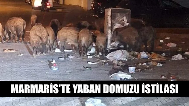 Marmaris'te yaban domuzu istilası