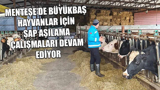 Menteşe'de büyükbaş hayvanlar için şap aşılama çalışmaları devam ediyor