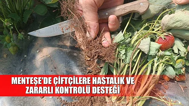 Menteşe'de çiftçilere hastalık ve zararlı kontrolü desteği