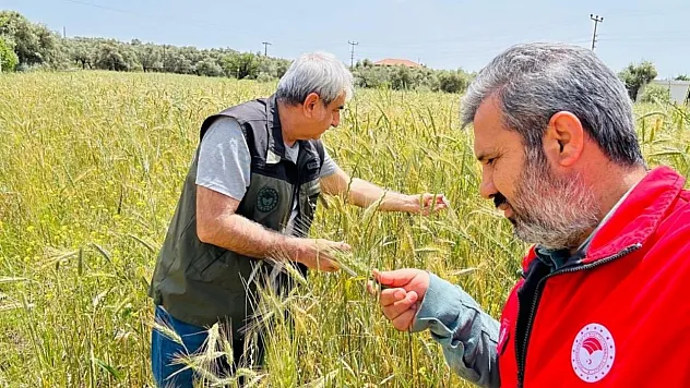 Menteşe'de ekipler sahada hastalık ve süne denetiminde