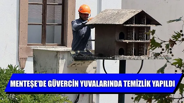 Menteşe'de güvercin yuvalarında temizlik yapıldı