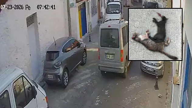 Menteşe'de iki sokak kedisini ezdi, arkasına bile bakmadan uzaklaştı