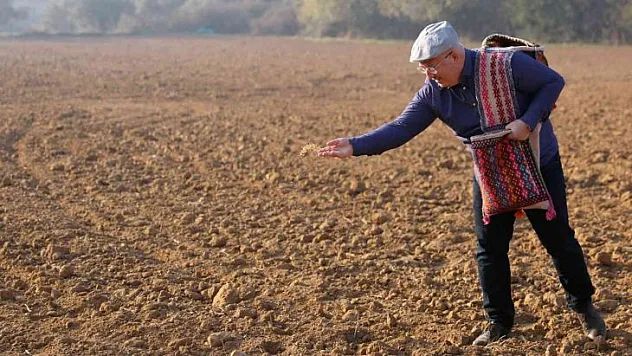 MENTEŞE'DE KARAKILÇIK ATA TOHUMU TOPRAKLA BULUŞTU