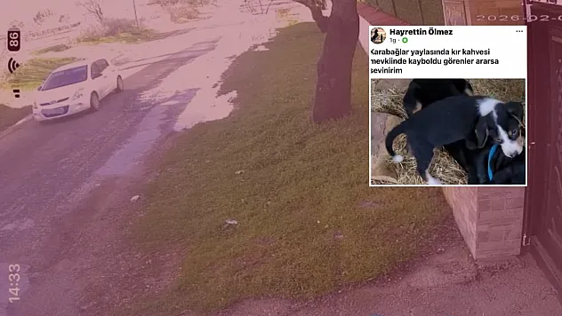 Menteşe'de köpeği çalınan vatandaştan hırsıza çağrı