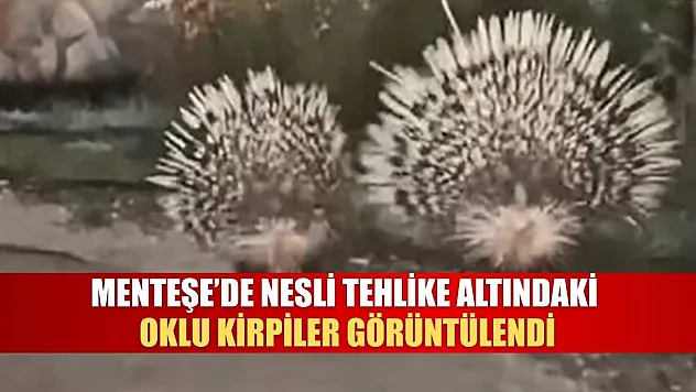 Menteşe'de Nesli Tehlike Altındaki Oklu Kirpiler Görüntülendi