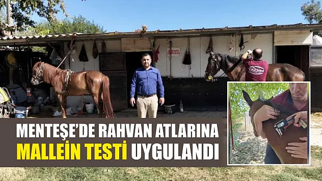 Menteşe'de Rahvan Atlarına Mallein Testi Uygulandı