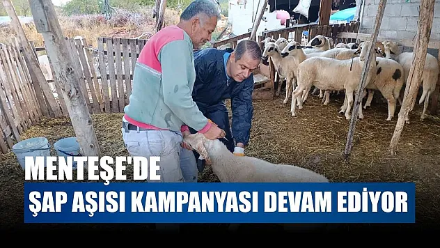 Menteşe'de şap aşısı kampanyası devam ediyor