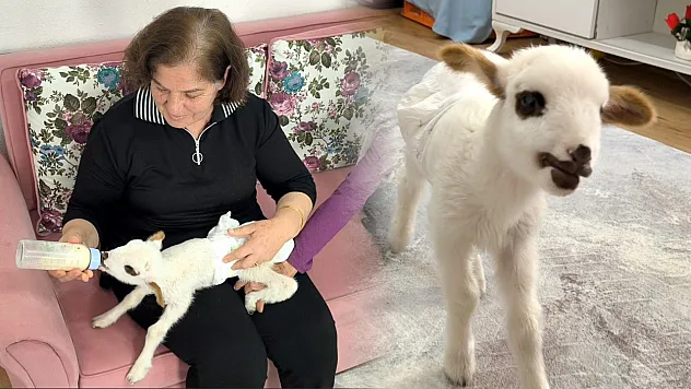 Menteşe'de Şenol Ailesi, Balım İsimli Kuzuyu Hayata Bağladı