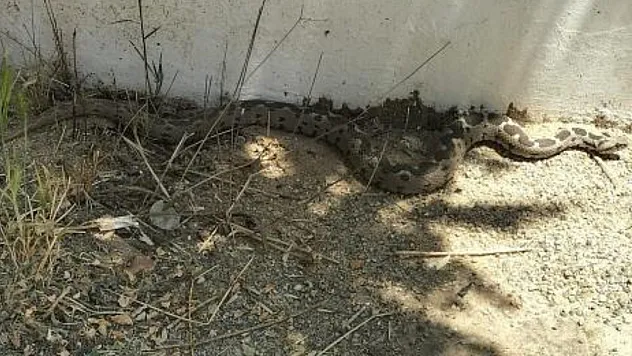 Menteşe'de zehirli engerek okul bahçesinde görüldü
