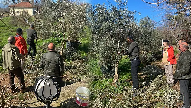 Menteşe'de zeytin ağaçları mercek altında